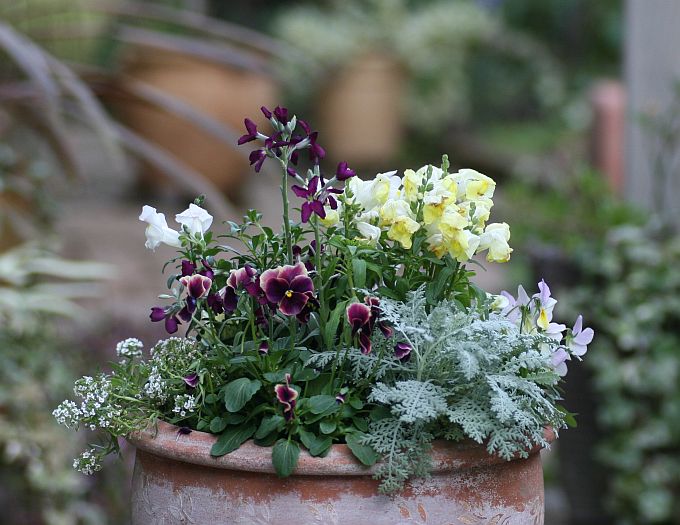 冬の寄せ植え 花みてダンゴ