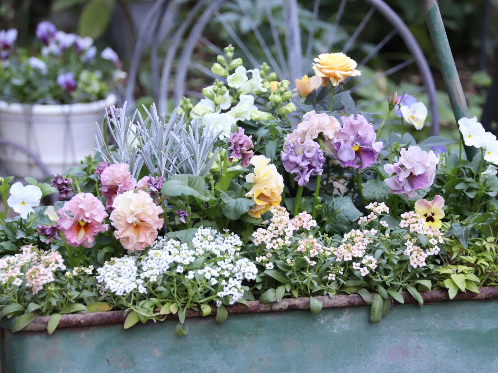 パンジー ビオラの寄せ植え 花みてダンゴ