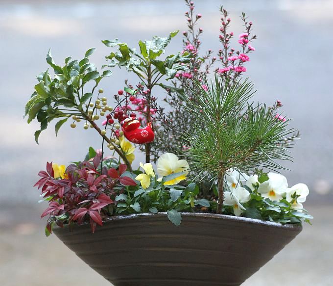 新春を寿ぐ寄せ植え 花みてダンゴ