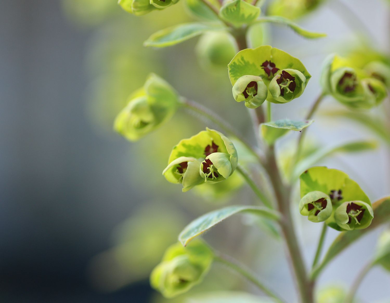 ユーフォルビアの寄せ植え 花みてダンゴ ユーフォルビアの寄せ植え 花みてダンゴ