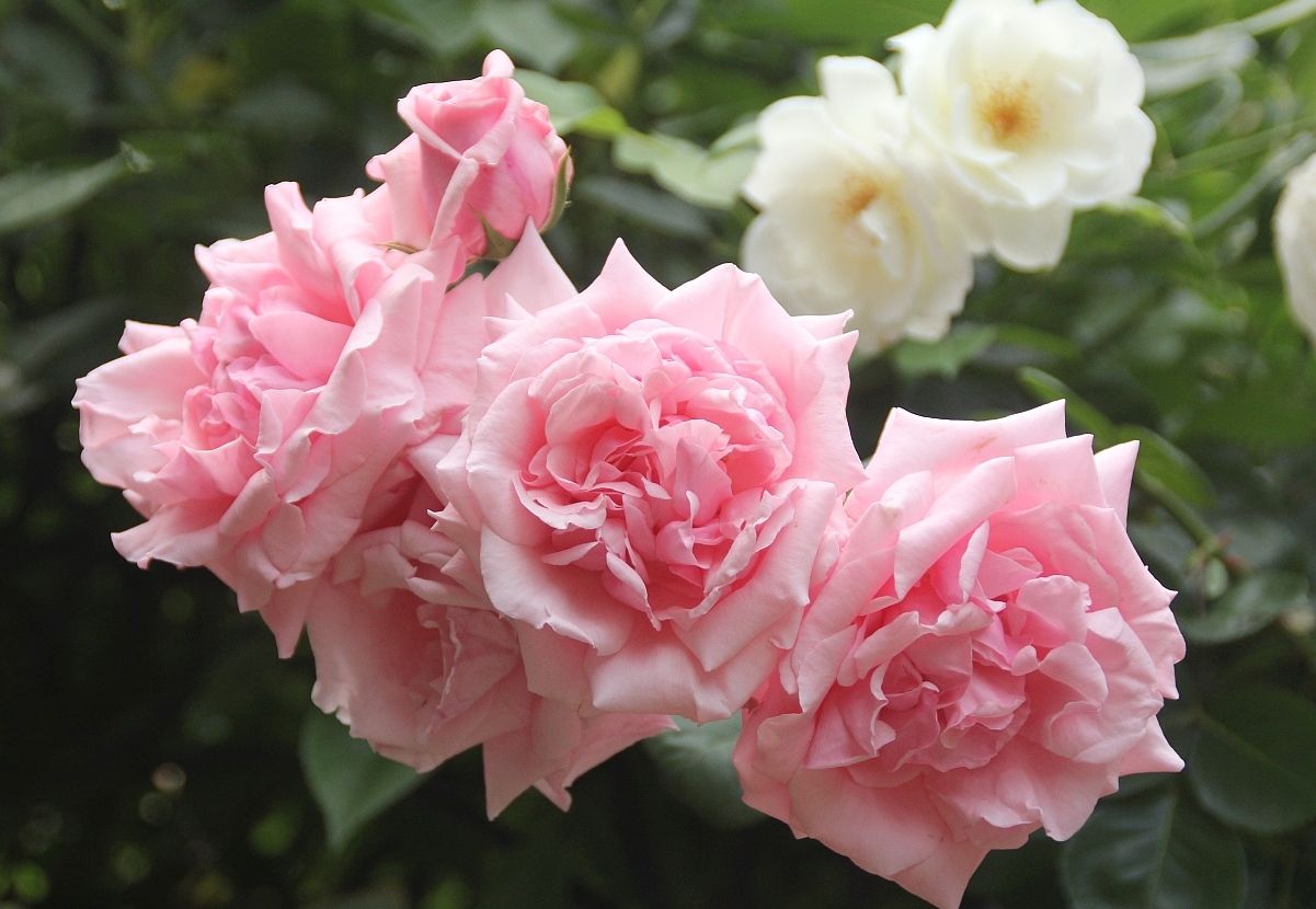 5月のつるバラ 花みてダンゴ 5月のつるバラ 花みてダンゴ
