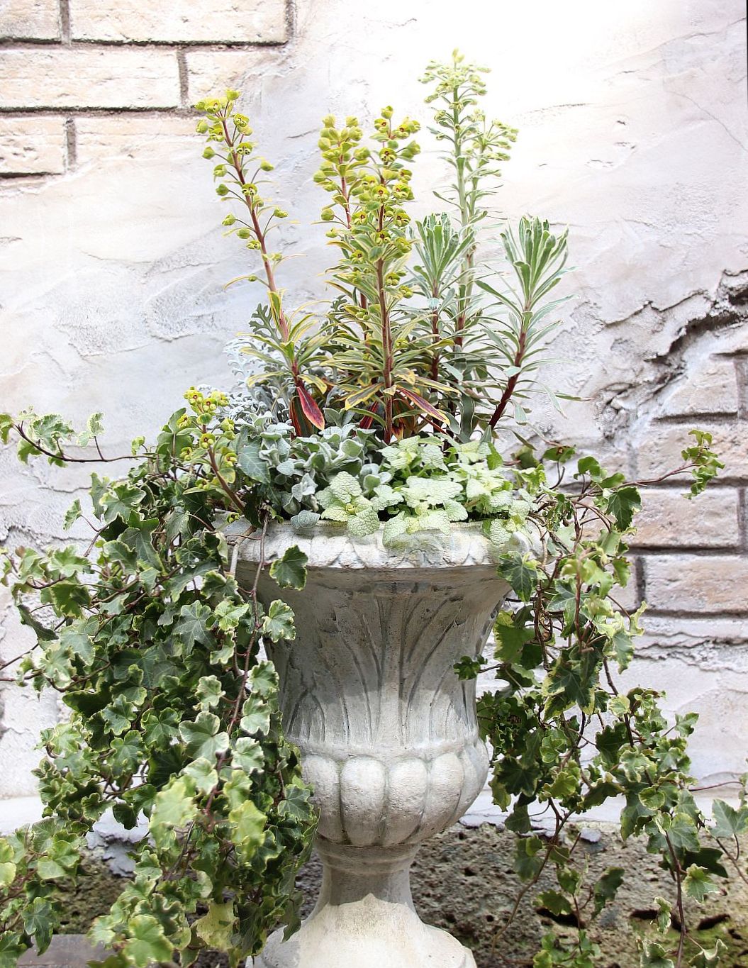 ユーフォルビアの寄せ植え 花みてダンゴ