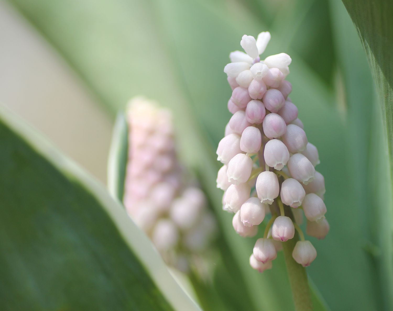 チューリップの寄せ植え 花みてダンゴ