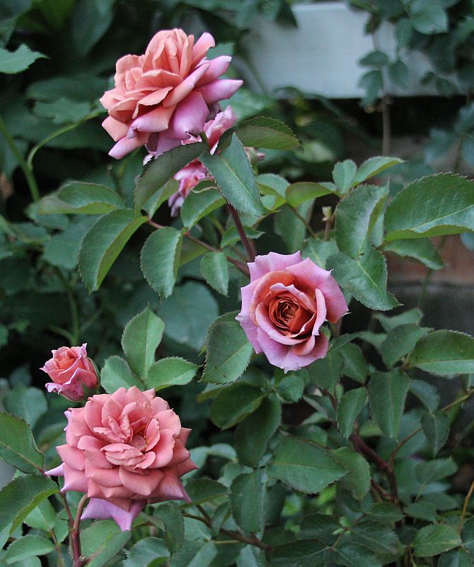 お気に入りのバラ 禅 花みてダンゴ