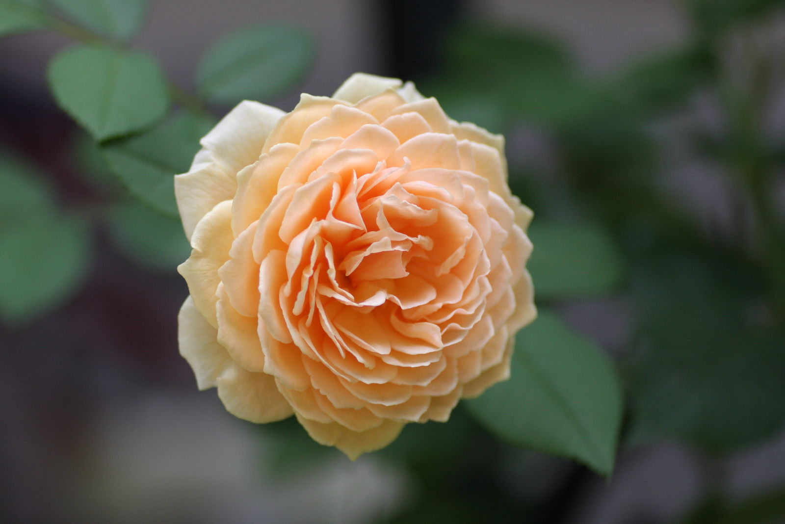 イングリッシュローズ 花みてダンゴ