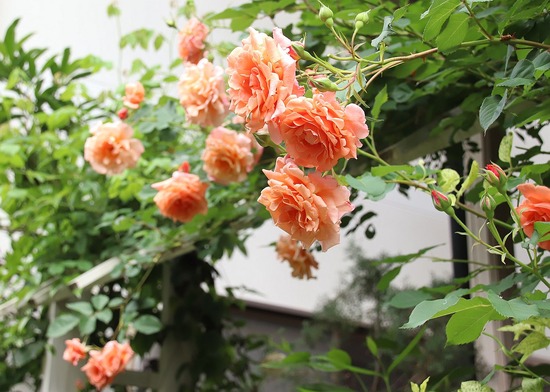 バラ サンセットグロウ 薔薇 大株 つるバラ