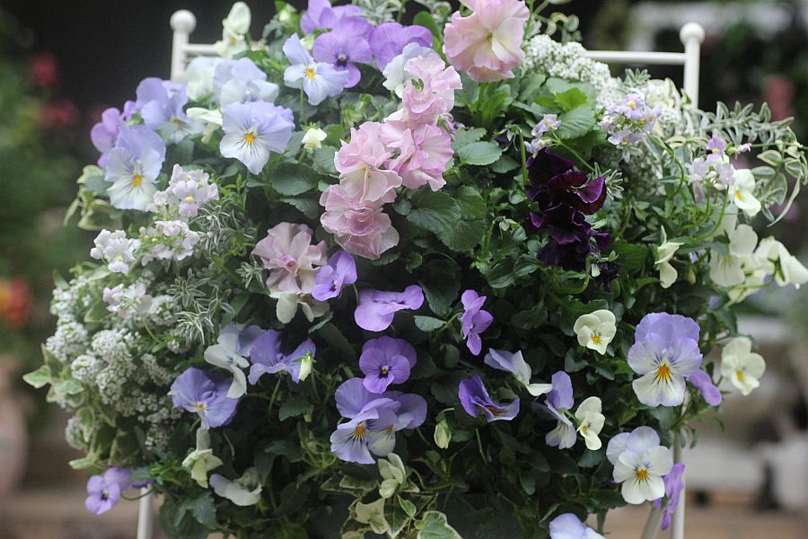 ハンギングバスケット 花みてダンゴ