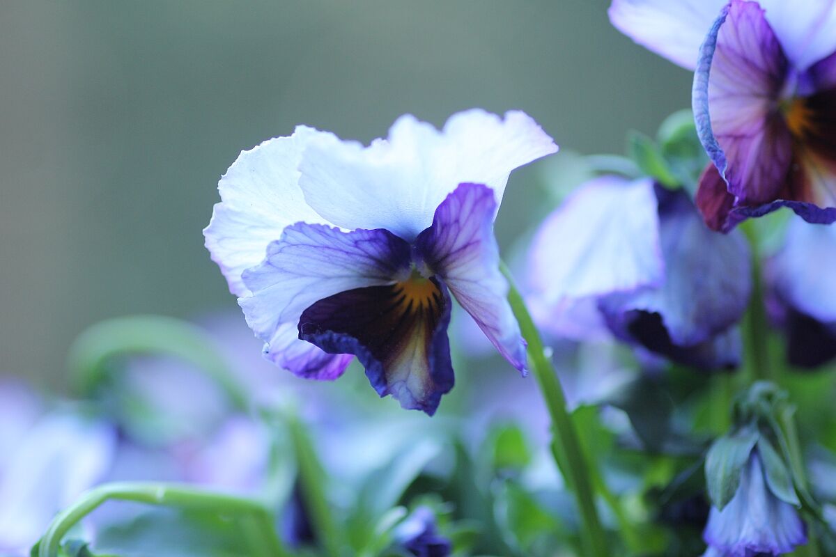 パンジー ビオラ 花みてダンゴ