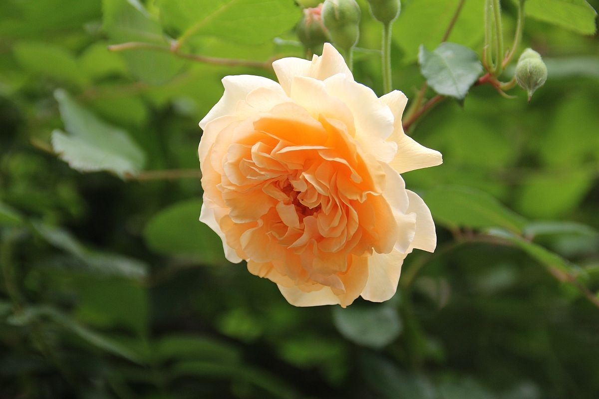 バラ ハイブリットムスク系 花みてダンゴ