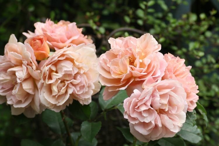 フロリバンダローズ系 花みてダンゴ フロリバンダローズ系 花みてダンゴ