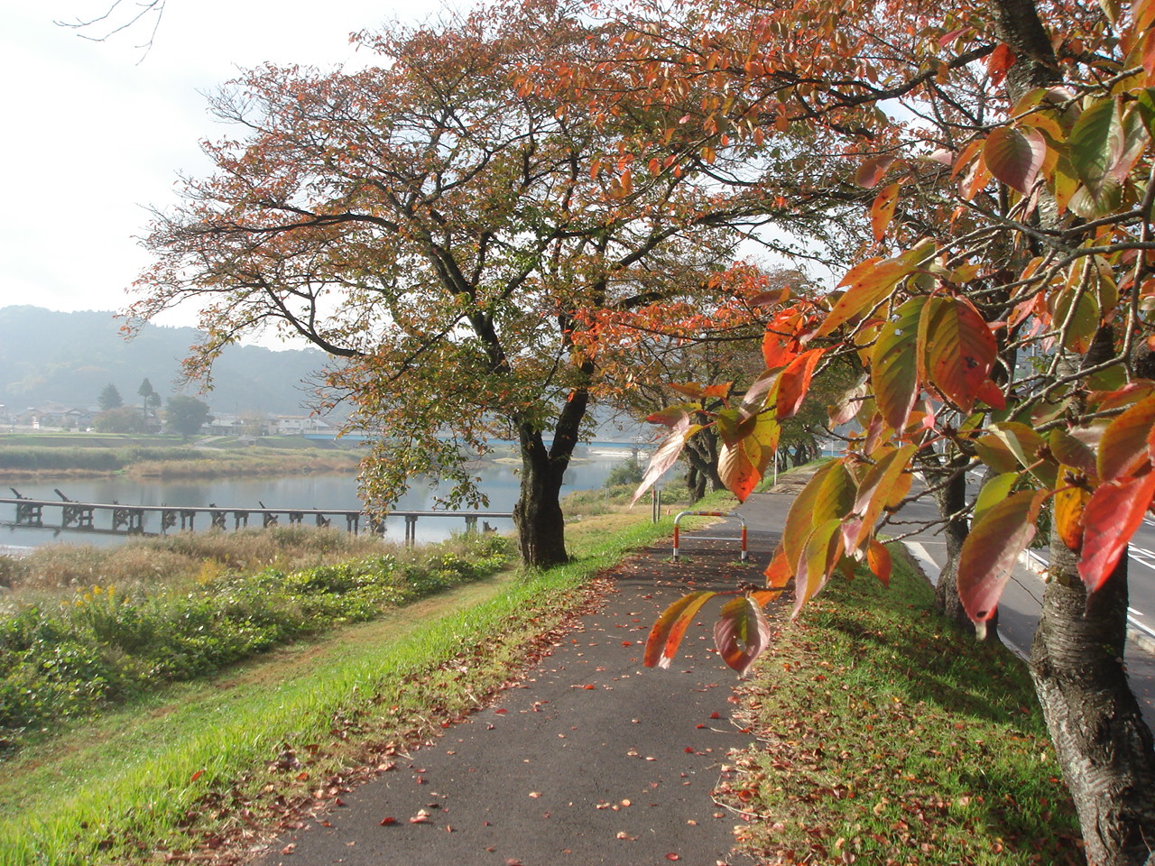 桜紅葉 さくらもみじ うん 何 ミラクル日記