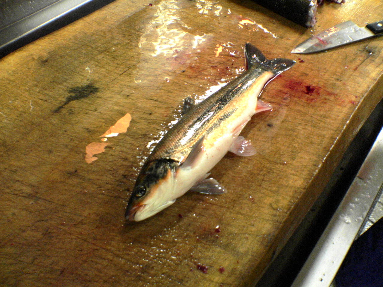 春告げ魚 ウグイ うん 何 ミラクル日記