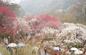 熱海梅園 (1)