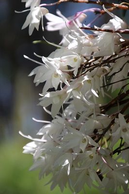 IMG_0494 1