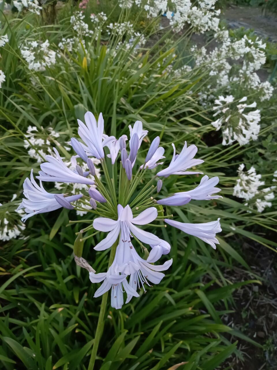 涼しげな花 いつも一年生