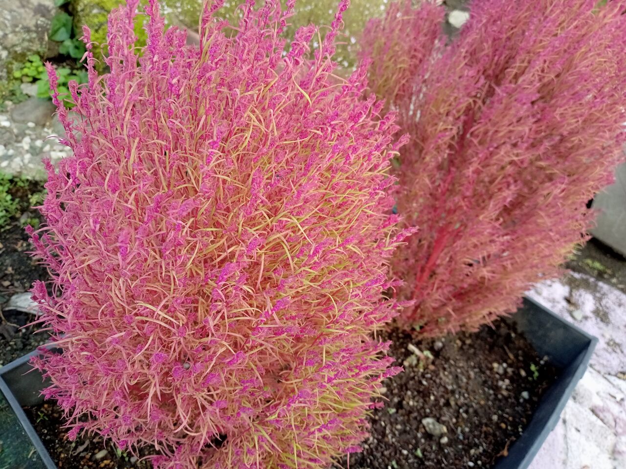 夫婦コキア いつも一年生 夫婦コキア いつも一年生