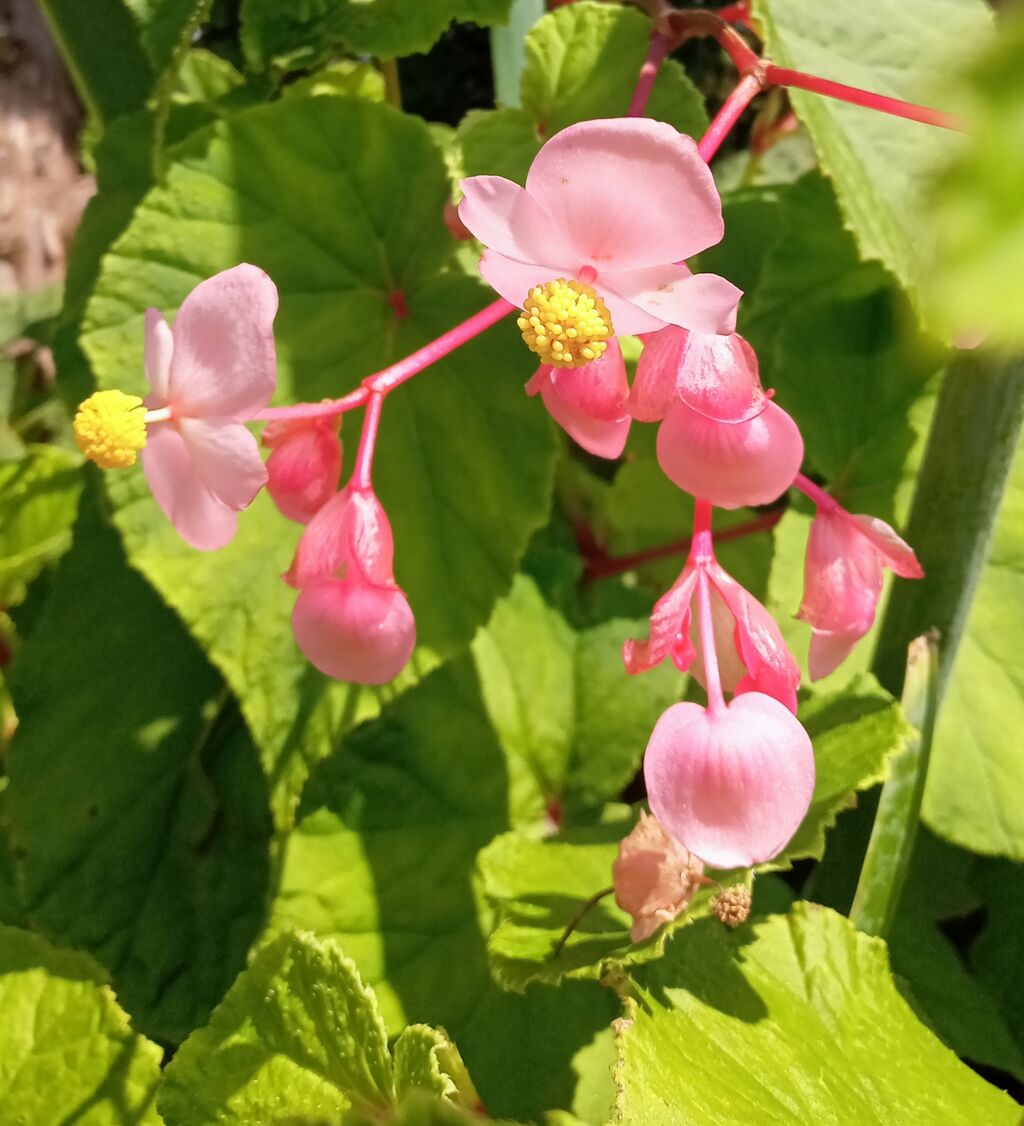 秋海棠 いつも一年生