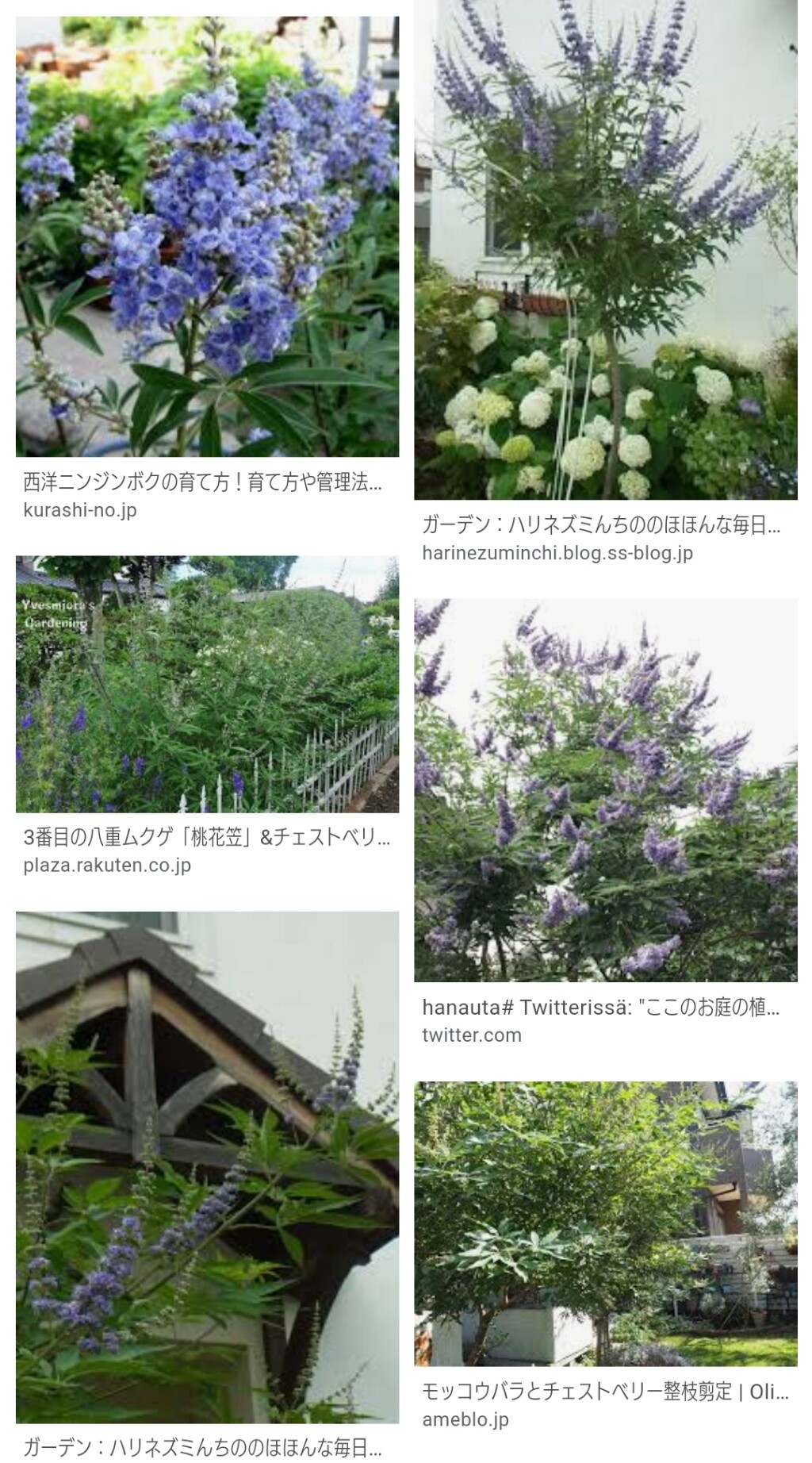櫻庭に咲く花 櫻さんと猫の家 櫻庭に咲く花 櫻さんと猫の家