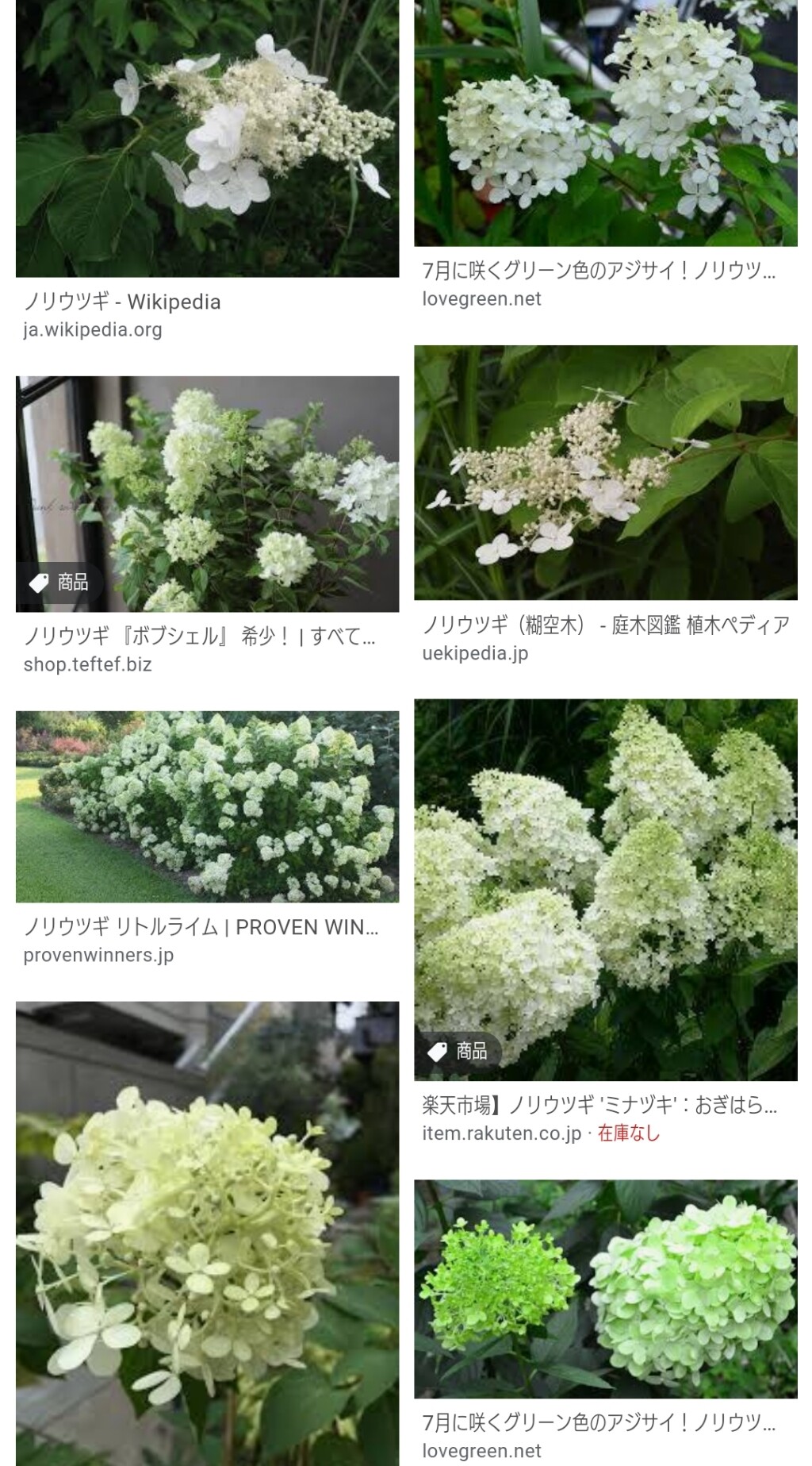 櫻庭に咲く花 櫻さんと猫の家 櫻庭に咲く花 櫻さんと猫の家