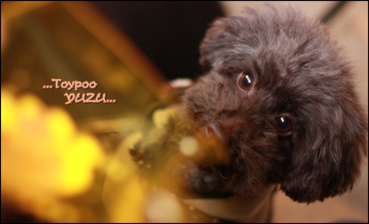 お嬢のバイト事情 トイプーゆずの 犬のホントの気持ち