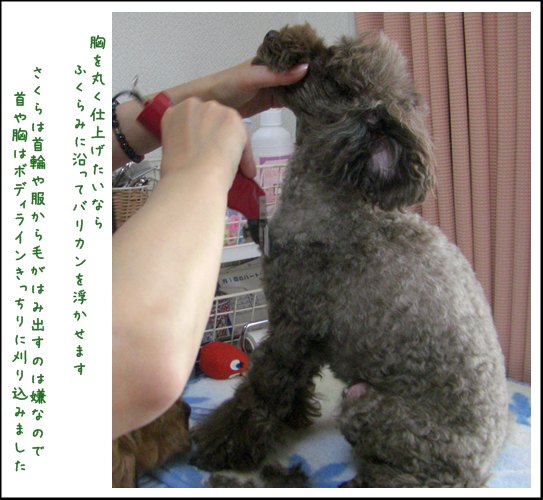 トリミング講座 ボディ バリカン編 トイプーゆずの 犬のホントの気持ち