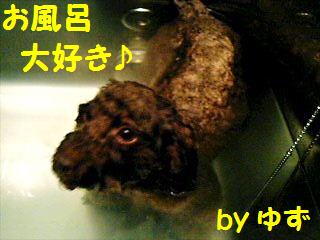 お風呂 With にんにく トイプーゆずの 犬のホントの気持ち