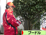 プードル村