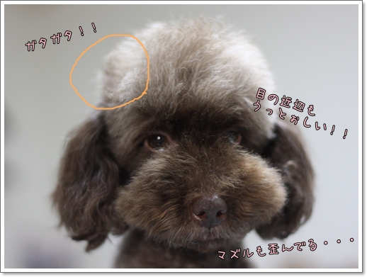 ウソ耳 切りましたょ トイプーゆずの 犬のホントの気持ち