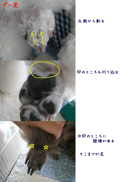 トリミング講座 部分バリカン編 トイプーゆずの 犬のホントの気持ち トリミング講座 部分バリカン編 トイプーゆずの 犬のホントの気持ち