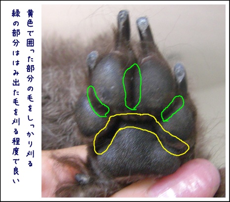 トリミング講座 部分バリカン編 トイプーゆずの 犬のホントの気持ち
