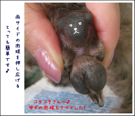 トリミング講座 部分バリカン編 トイプーゆずの 犬のホントの気持ち