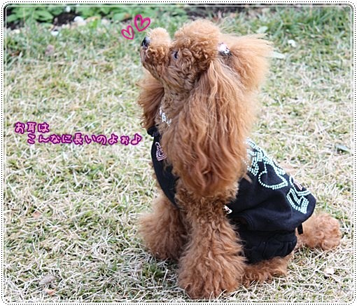 プリンちゃんの後頭部 トイプーゆずの 犬のホントの気持ち