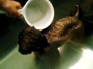 お風呂 With にんにく トイプーゆずの 犬のホントの気持ち