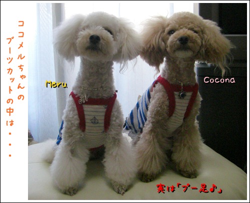 トリミング講座 ブーツ ボンボン作り編 トイプーゆずの 犬のホントの気持ち