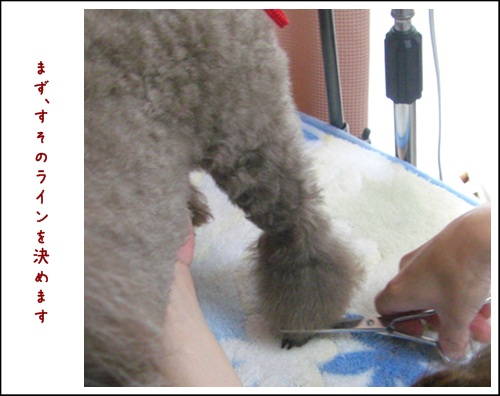 トリミング講座 ブーツ ボンボン作り編 トイプーゆずの 犬のホントの気持ち