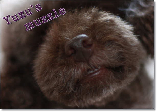 ゆずの鼻 トイプーゆずの 犬のホントの気持ち