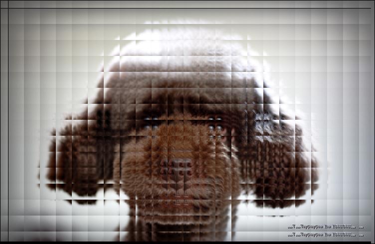 マズルをよりベアらしく トイプーゆずの 犬のホントの気持ち