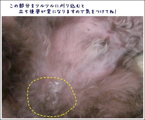 トリミング講座 部分バリカン編 トイプーゆずの 犬のホントの気持ち