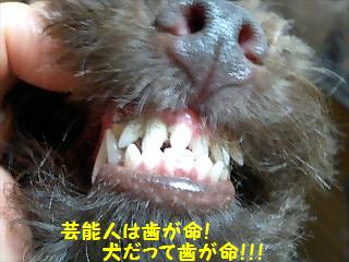 歯並びの悪い犬 トイプーゆずの 犬のホントの気持ち