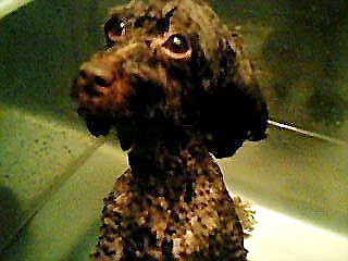 お風呂 With にんにく トイプーゆずの 犬のホントの気持ち