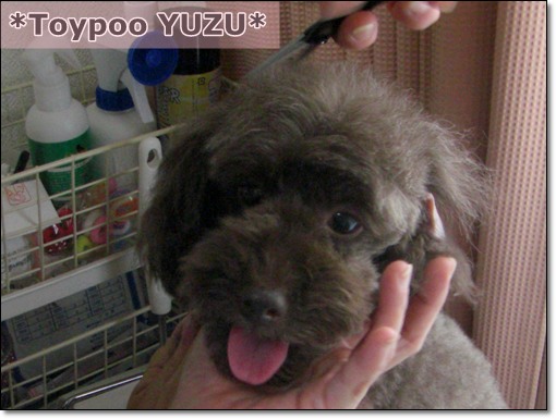 トリミング講座 修正カット編 トイプーゆずの 犬のホントの気持ち
