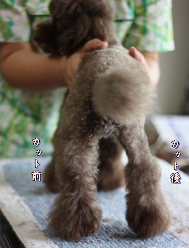 トリミング講座 ゆずのボンボリ編 トイプーゆずの 犬のホントの気持ち