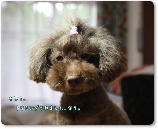 トイプードル ゆず