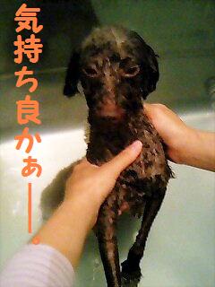 お風呂 With にんにく トイプーゆずの 犬のホントの気持ち