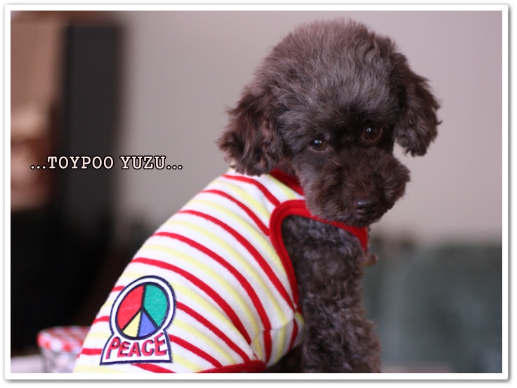 トイプードル トイプーゆずの 犬のホントの気持ち