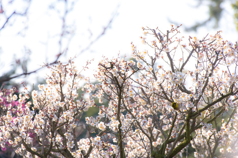 20130223-DSC_3385