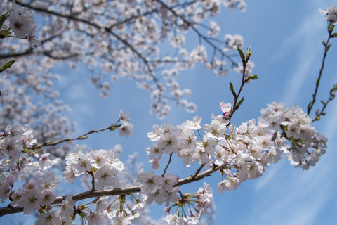 20130401-_DSF0402