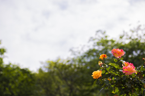 20130517-_DSC2355