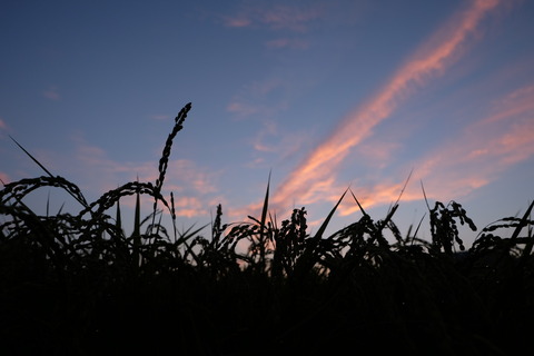 DSCF8070