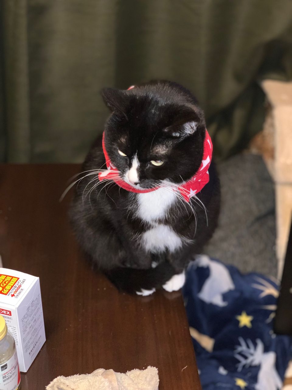 今日のにゃーちゃん ネコ好き店長